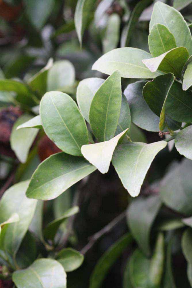              Sun leaves (Riverside, CA)       